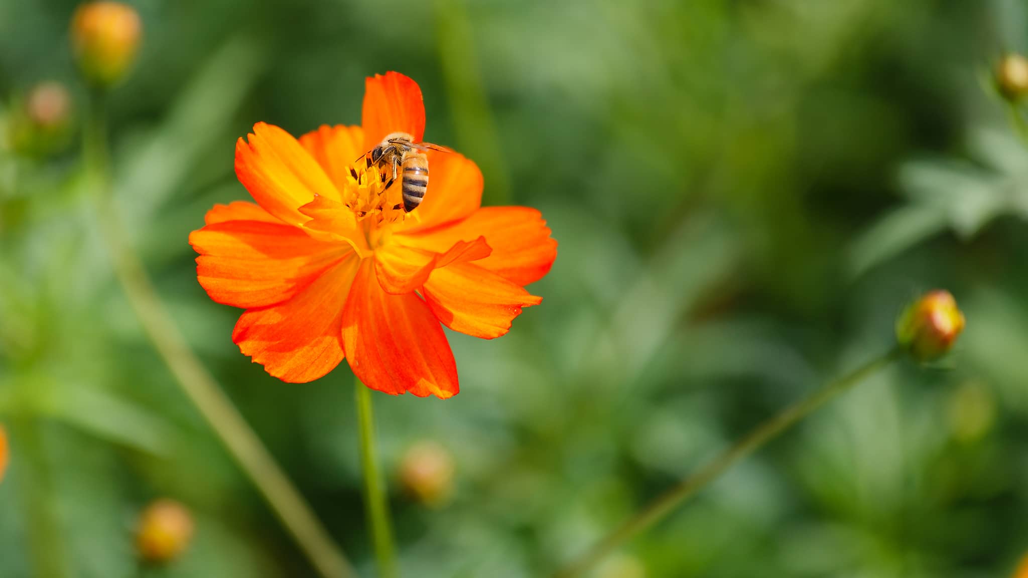 02 - Taichung Est (25) Xinshe Sea of Flowers.jpg